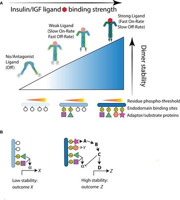 Aging Regulated Through a Stability Model of Insulin/Insulin Growth Factor Receptor Function